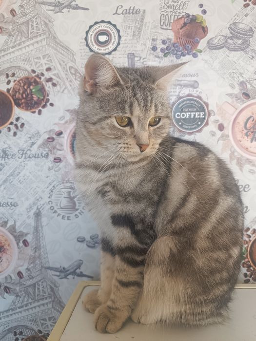 Красавица кошка в добрые руки.