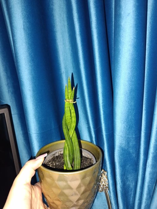 Продам сансевьера цилиндрика