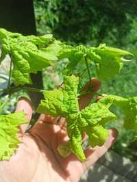 Декоративный виноград с кудрявым листом (мутант), съедобный