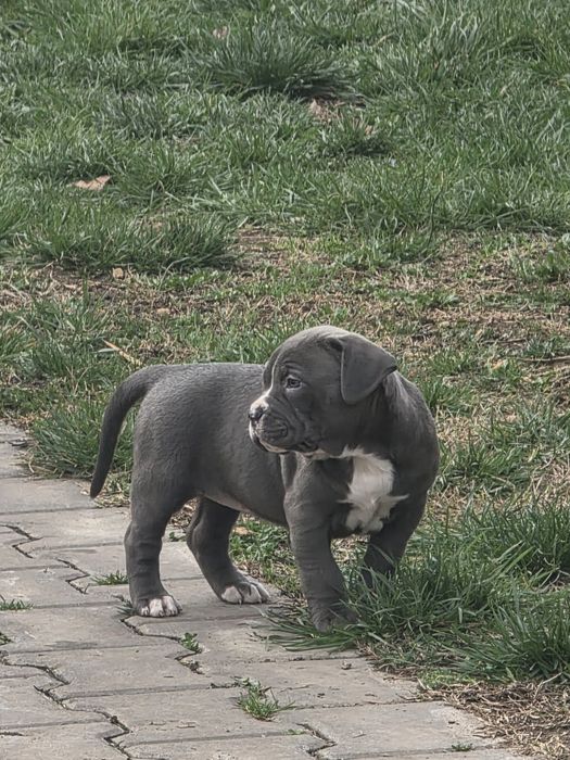 American Staffordshire Terrier