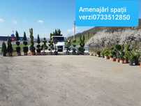 Tuia/mesteacan/Leylandii