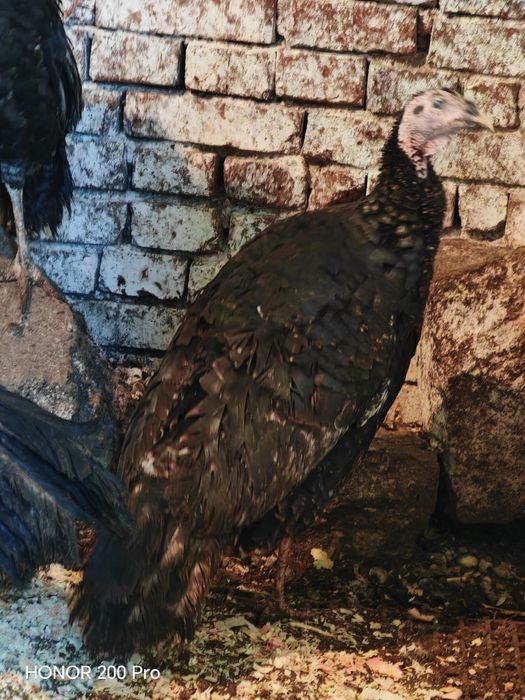 Продавам пуйки порода Артисан