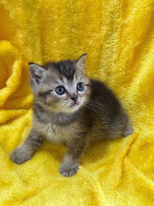 котята недорого золотые шиншиллы