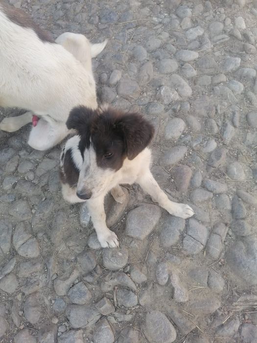 Ofer spre adopție cățel