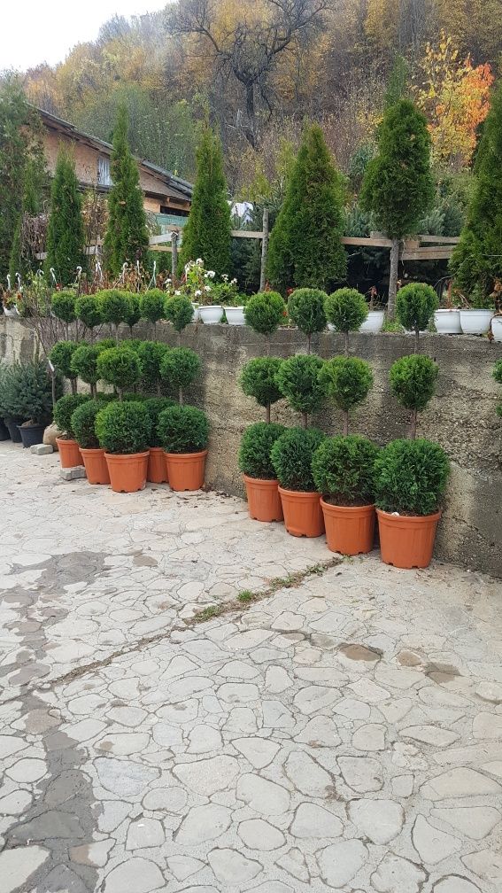 Plante ornamentale gazon rulou arbori si arbusti