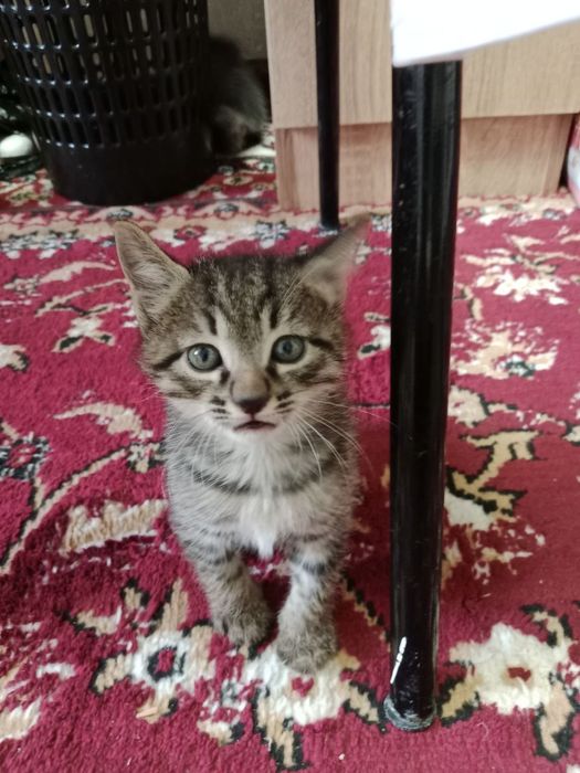 Котята бесплатно.