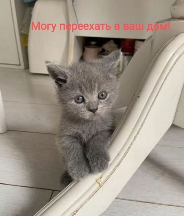 Милые котята, прямоухие мальчики 1.5 мес