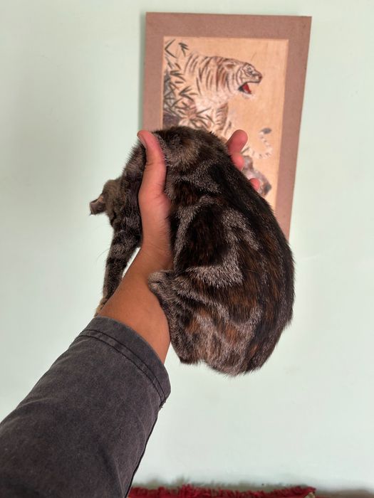 Кошка, шотландская вислоухая