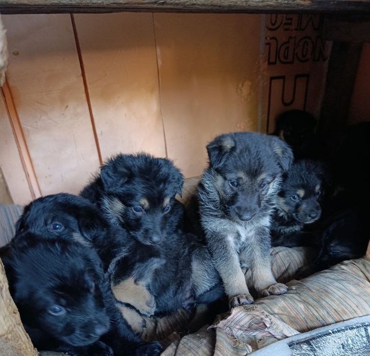 Продаются щенки келес