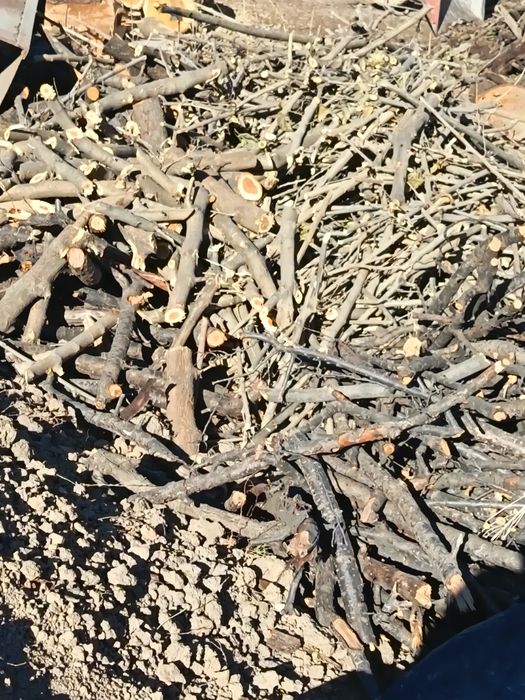 Otin sotiladi orik, tut, gilos