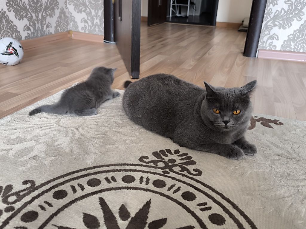 Котенок британец девочка