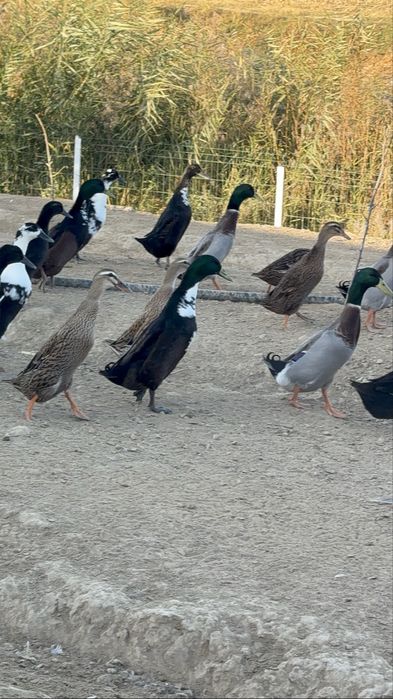 Бегунок утки ordak урдак сотилади