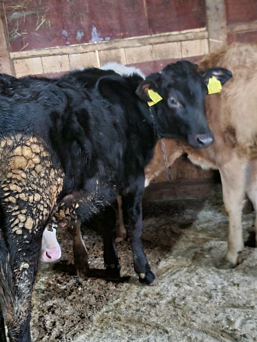 Vitica de 5 luni mhncacioasa buna de tinut