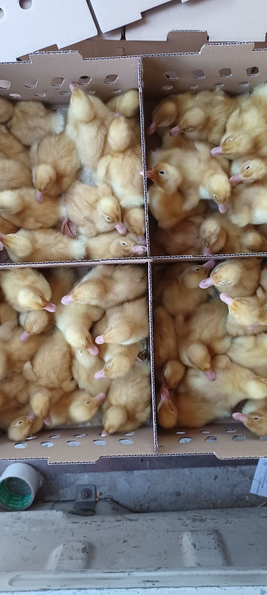 Boboci rata pekin