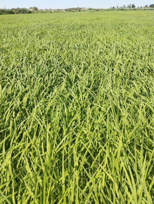 Срочна Лазер  шоли 10.000