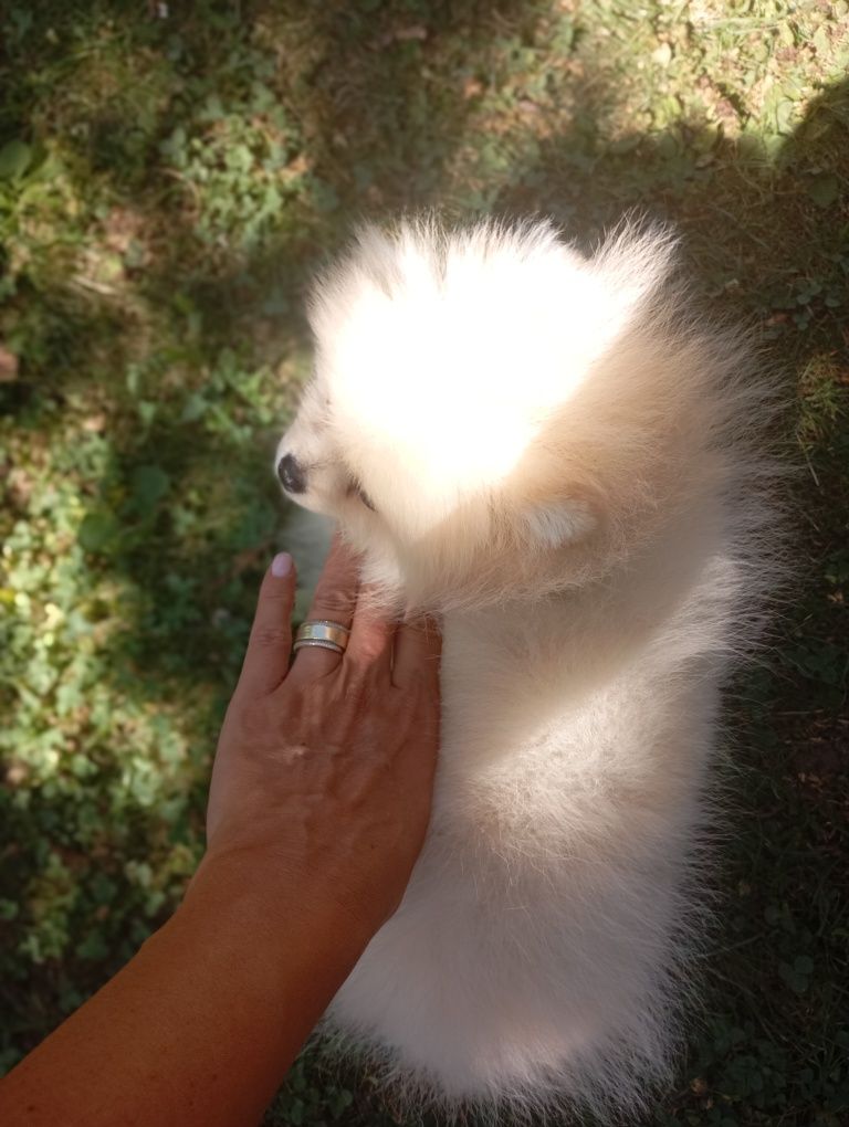 Pomeranian femela pedigree Fci