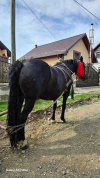 Vând iapă în vârstă de 5 ani