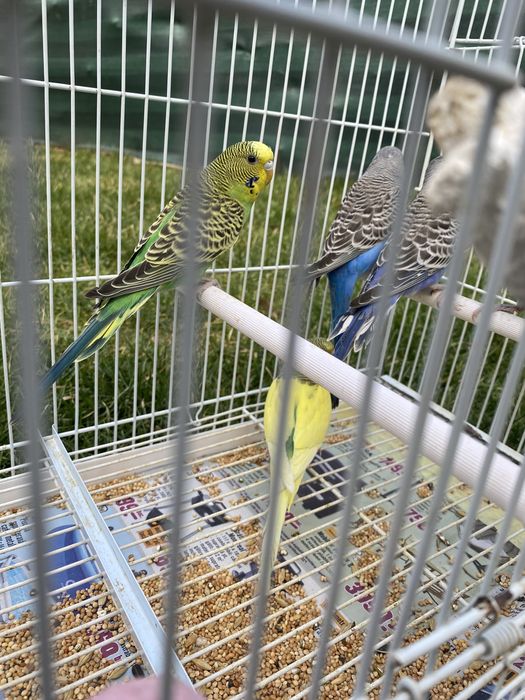 Vând Papagali Peruși diferite culori
