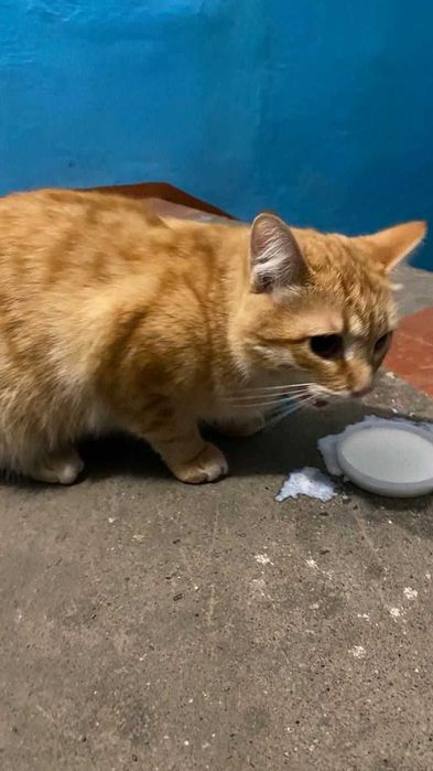 Подбросили котов. Нужен дом!