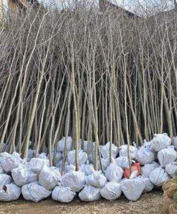 Mesteacan tei platan preț minim