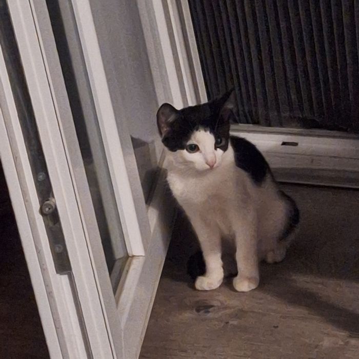 Donez pui de pisica 3- 6 luni