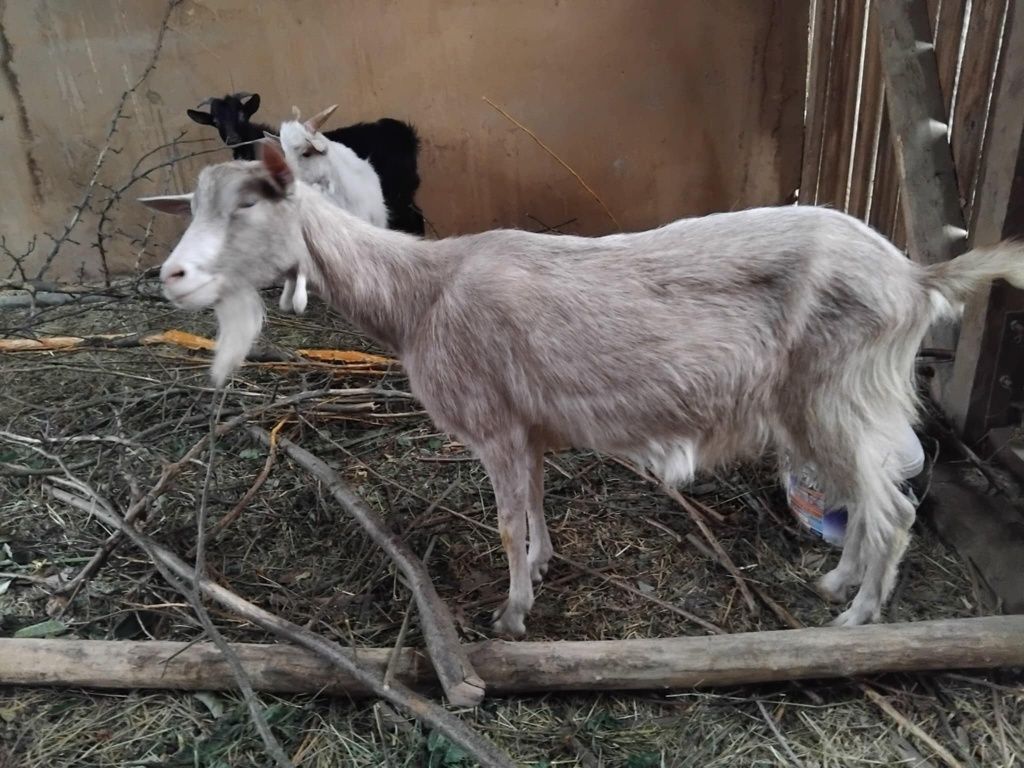 Vând o iada si doi țapi