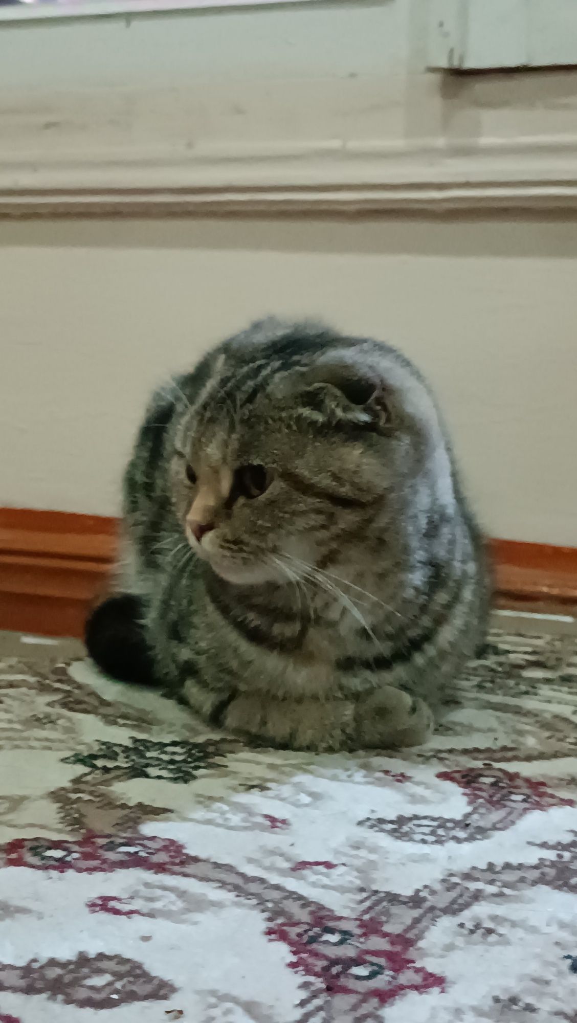 Scottish fold zotli mushuk. Кошки