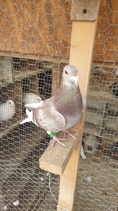 Ocazie! Vand 4 femele voiajor de concurs cu origini foarte bune!