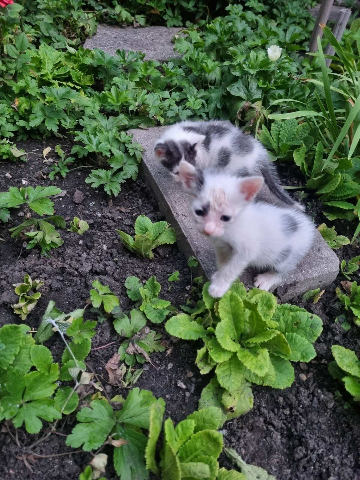 Подарявам 2 малки котета на около месец са