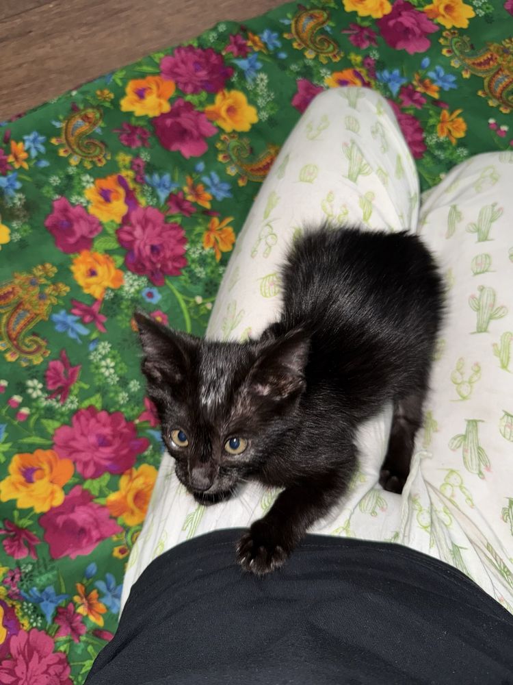 Отдам срочно котёнка (2 месяца)