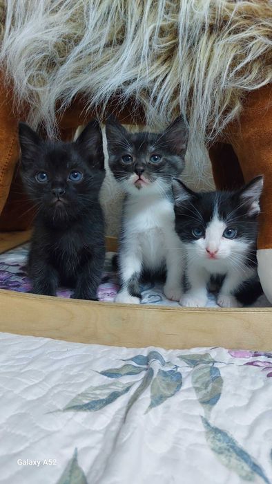 Котята в добрые руки