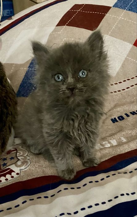 Отдам котенка 1,5 мес, мама породы британская длинношерстная