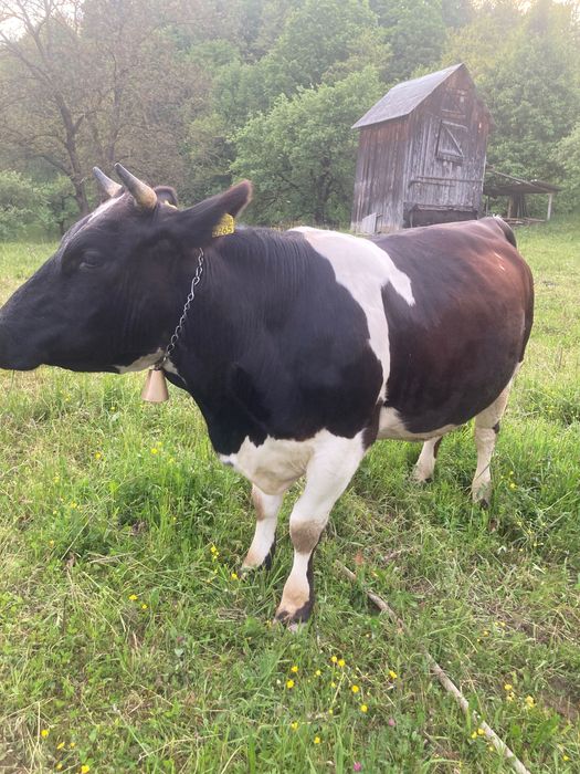 Vaca jurinca de vanzare