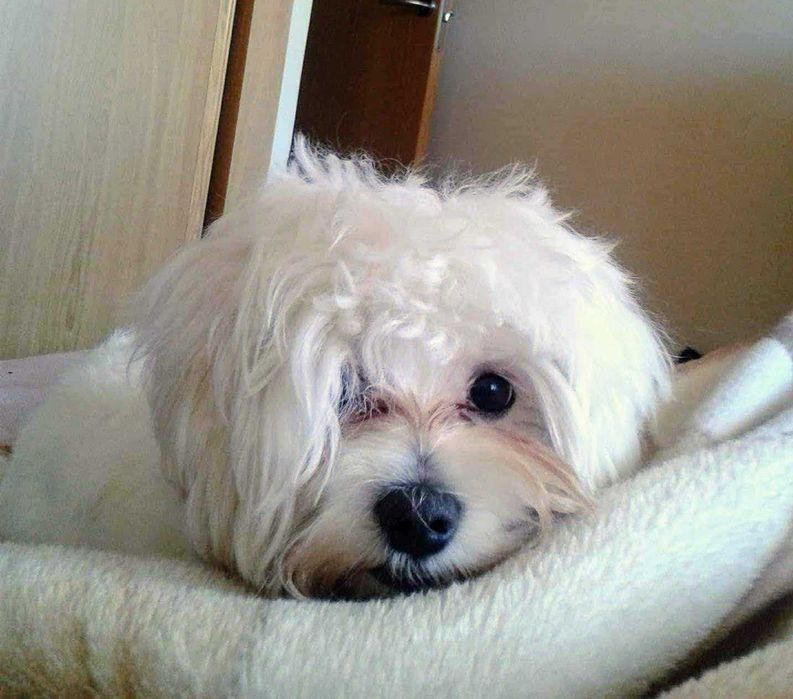 Ofer gratis un bichón maltés