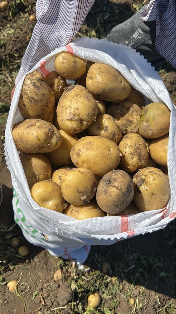 Прожам картофель сорт Гала