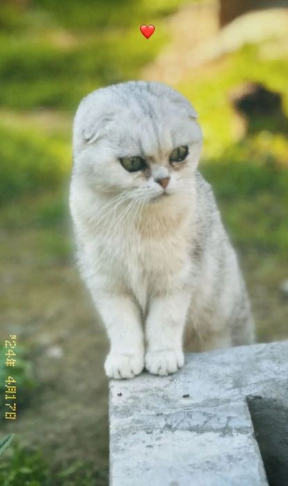 Продаю кошку. Порода"вьетнамский вислоухий кот. Очень послушная