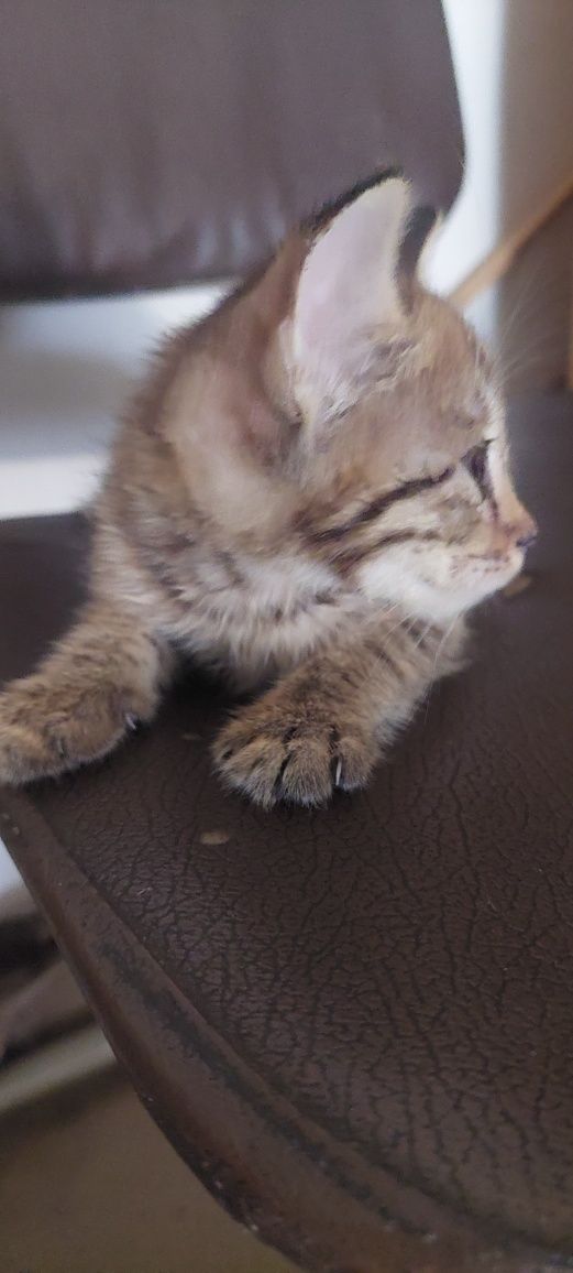 Котята.г. Шымкент.