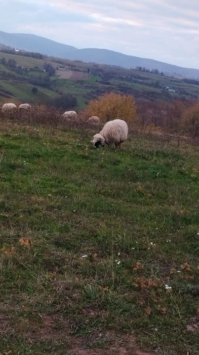 Mioare și stramioare