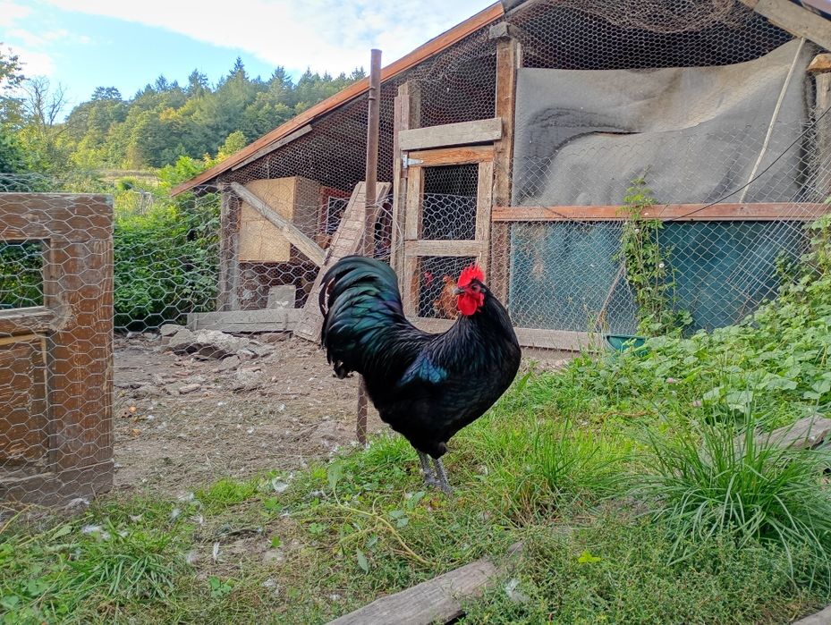 Disponibili din lipsa de spatiu