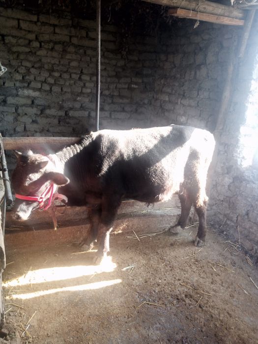 Buqa Novos Sotiladi Arzonga Bervoramiz