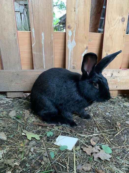 Iepuri Hycol francez