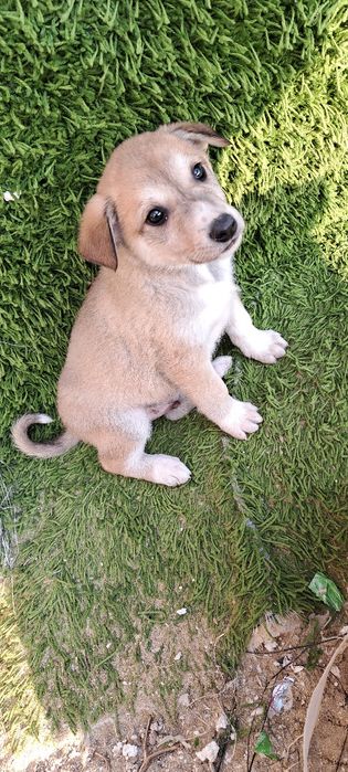 Отдам щенки в добрые ручки