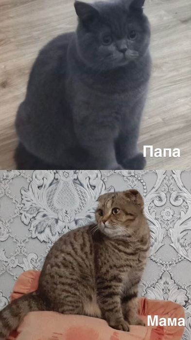 Продам породистых котят