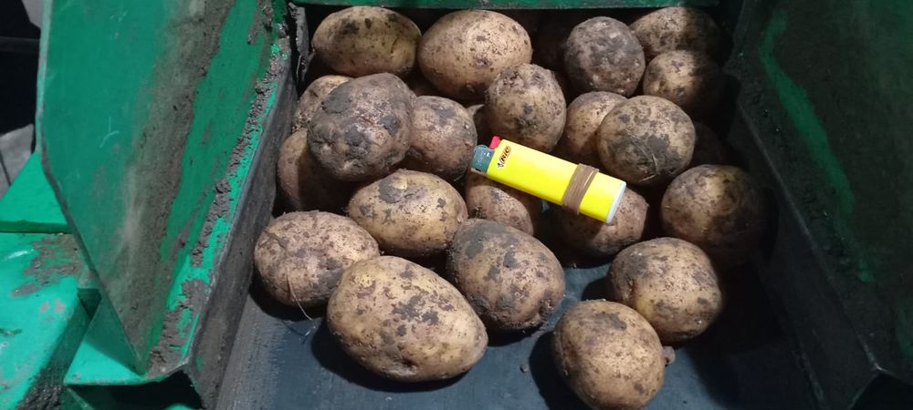 Картошка сорт Гала оптом