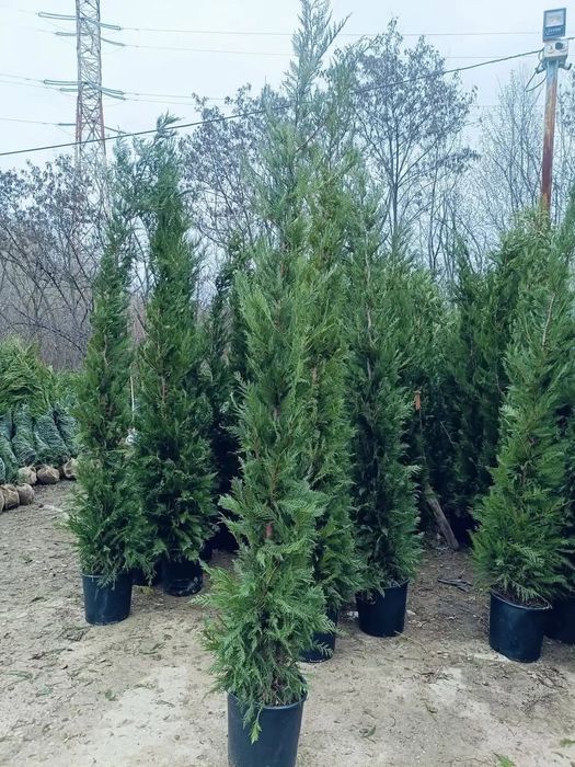 Vând plante ornamentale de înaltă calitate