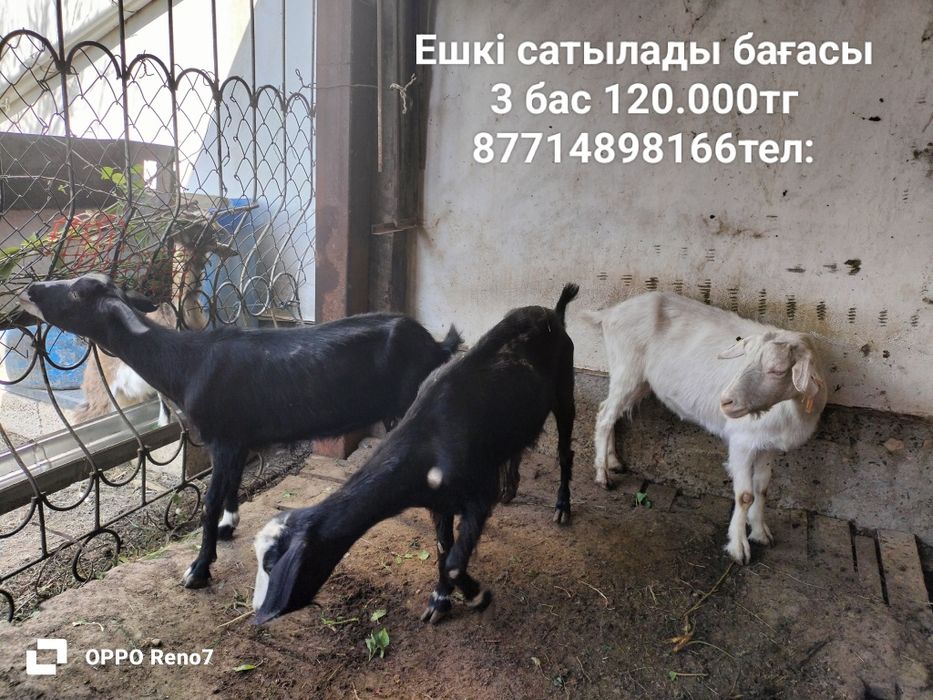 Ешкі сатылады Ұрғашы 3 бас бағасы 120.000