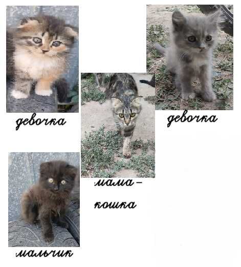 Отдам красивых котят и их маму в добрые ручки