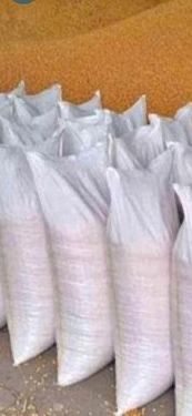 Vand porumb boabe 1,20/kg