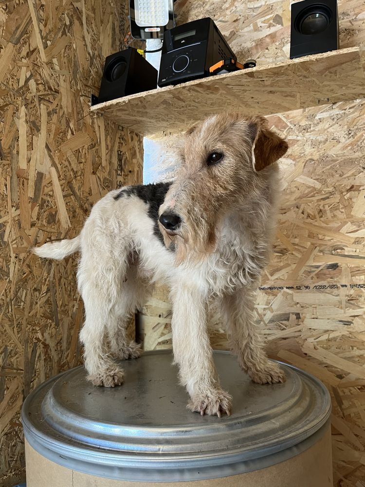 Eliberări porumbei + FoxTerrier