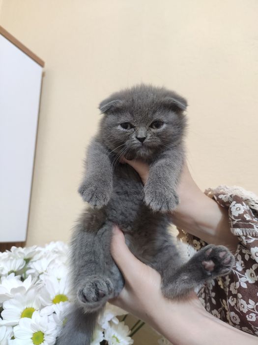 Пародистые котята